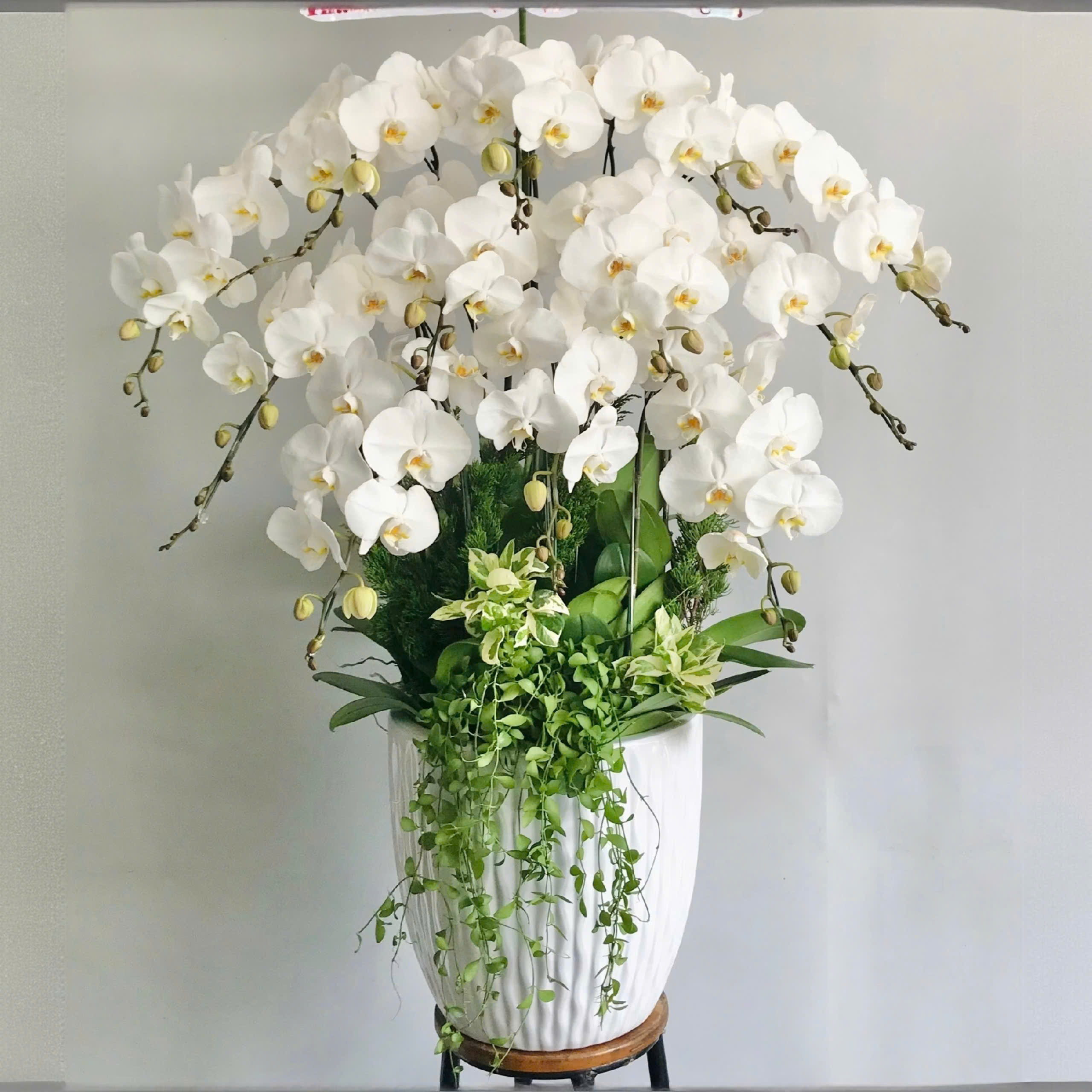 Lan hồ điệp màu trắng 13 cành - TA117