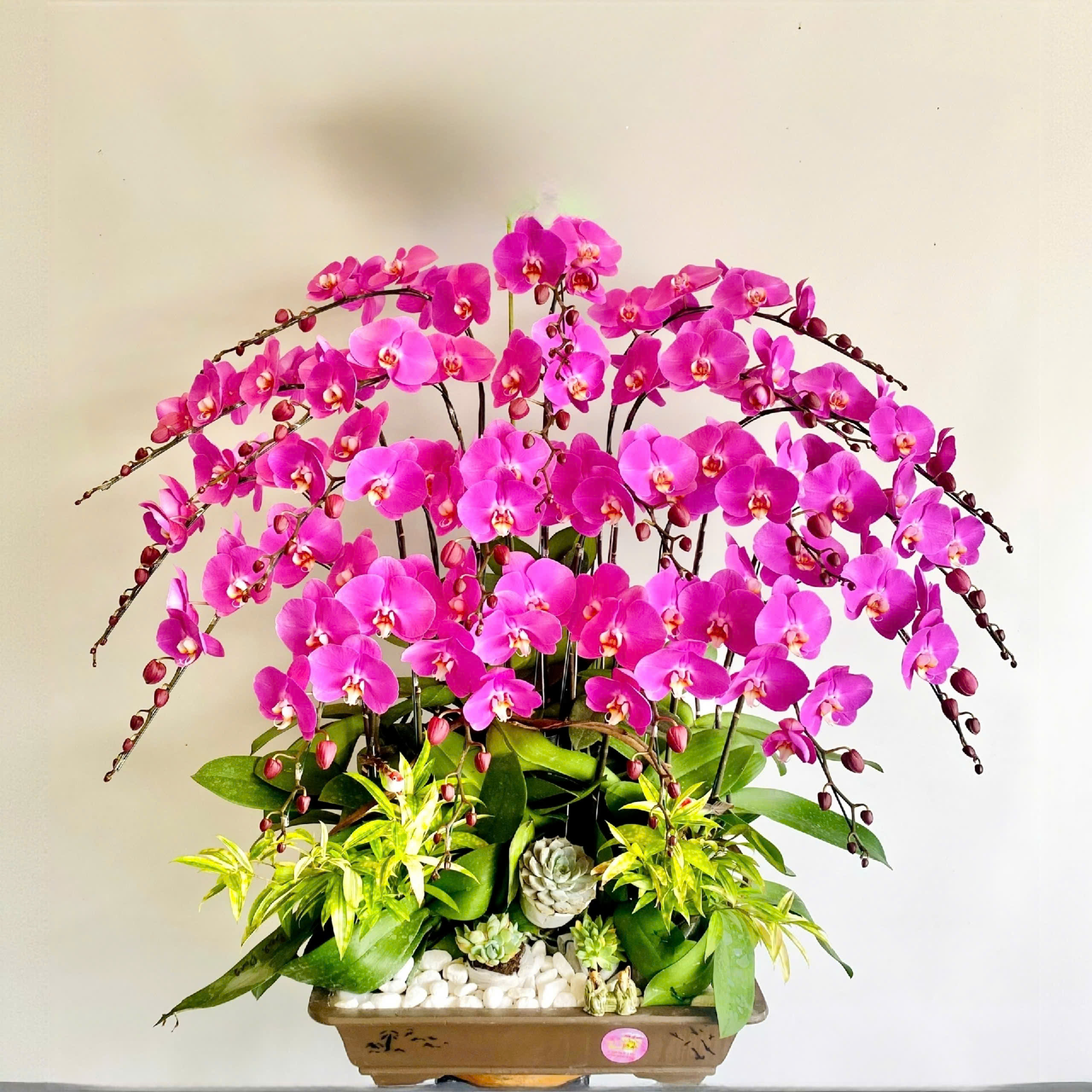 Lan hồ điệp bonsai màu hồng 18 cành - AH168