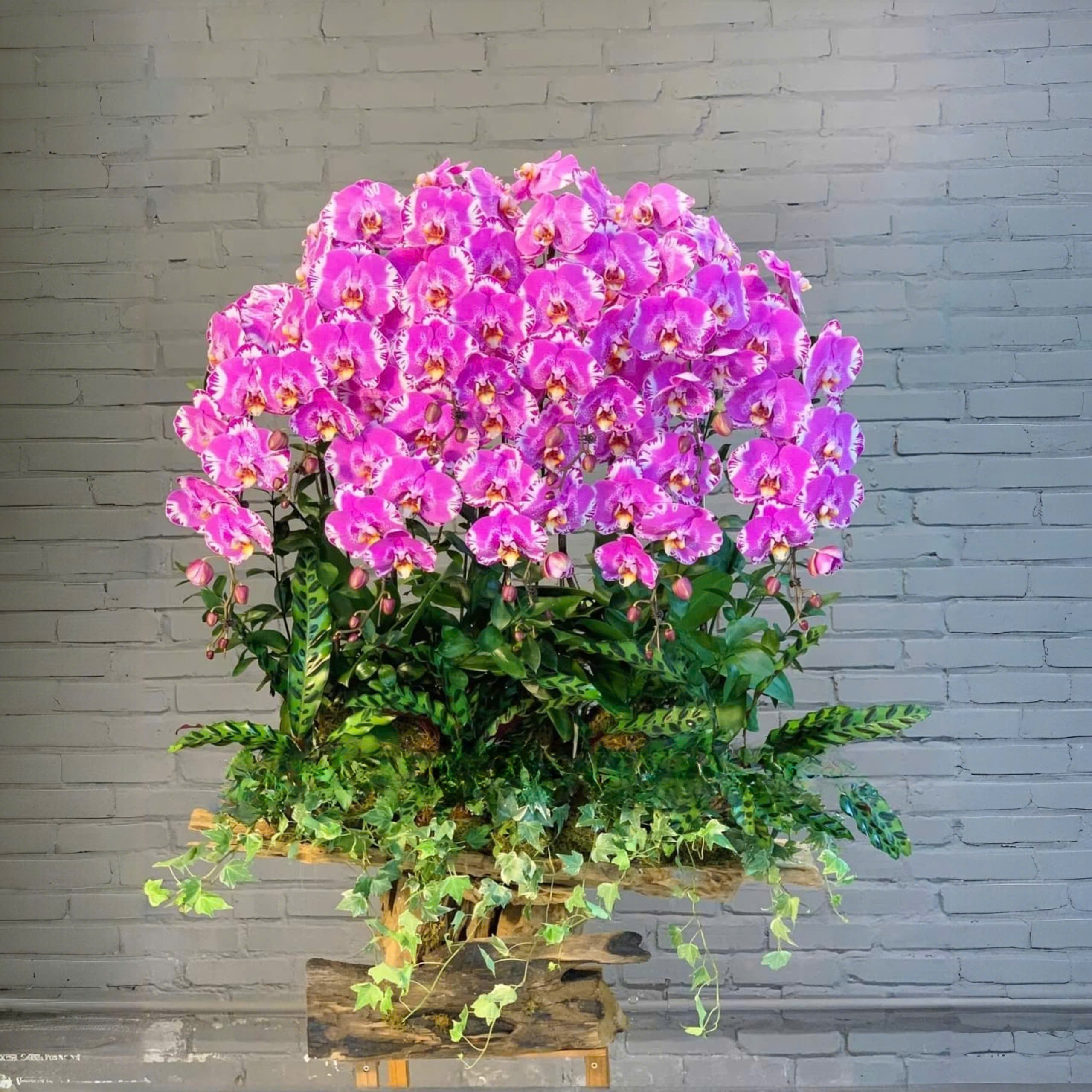 Lan hồ điệp màu hồng ghép lũa gỗ - LA114