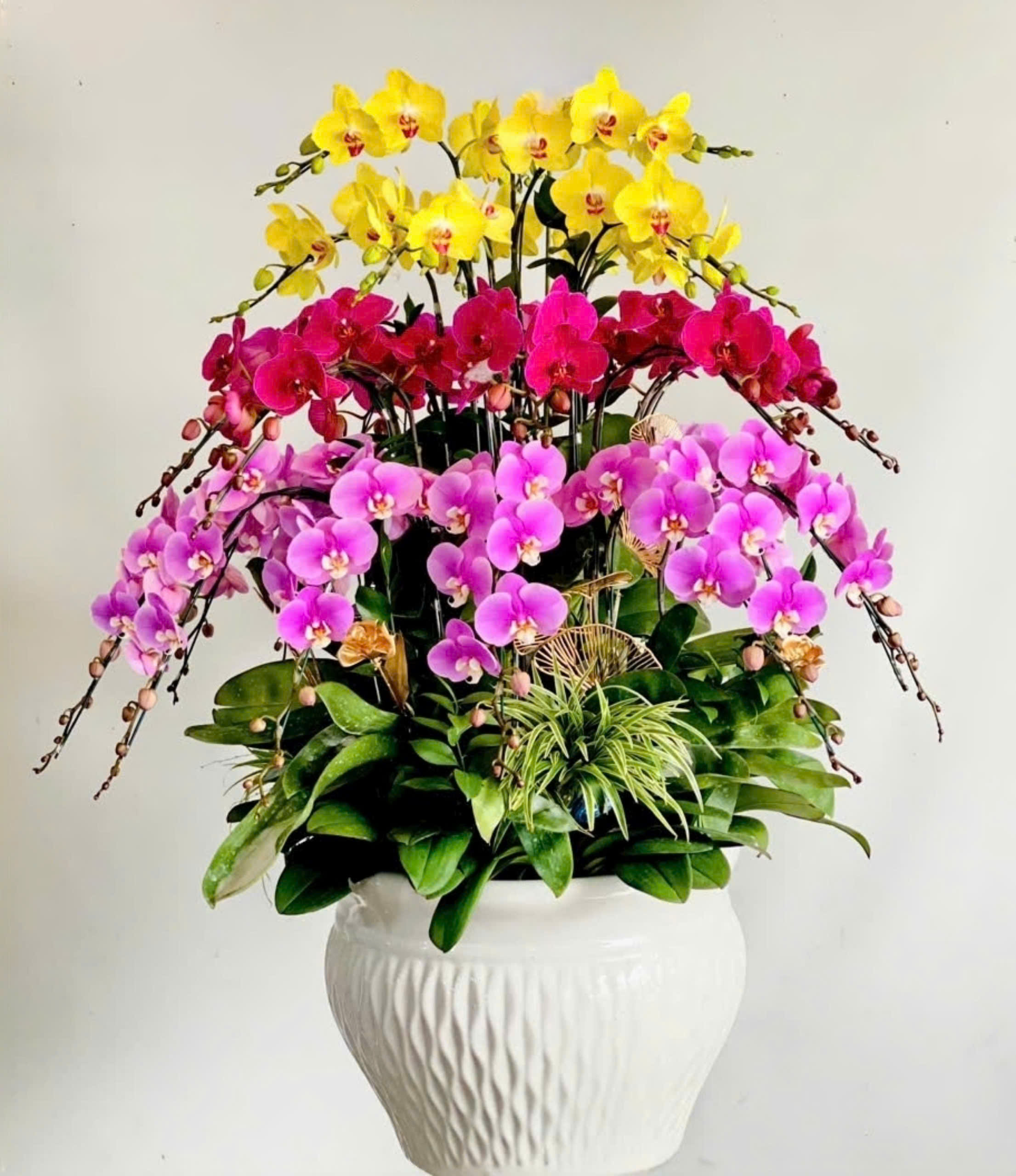 Lan hồ điệp 3 màu xoay tròn 32 cành - DA116 