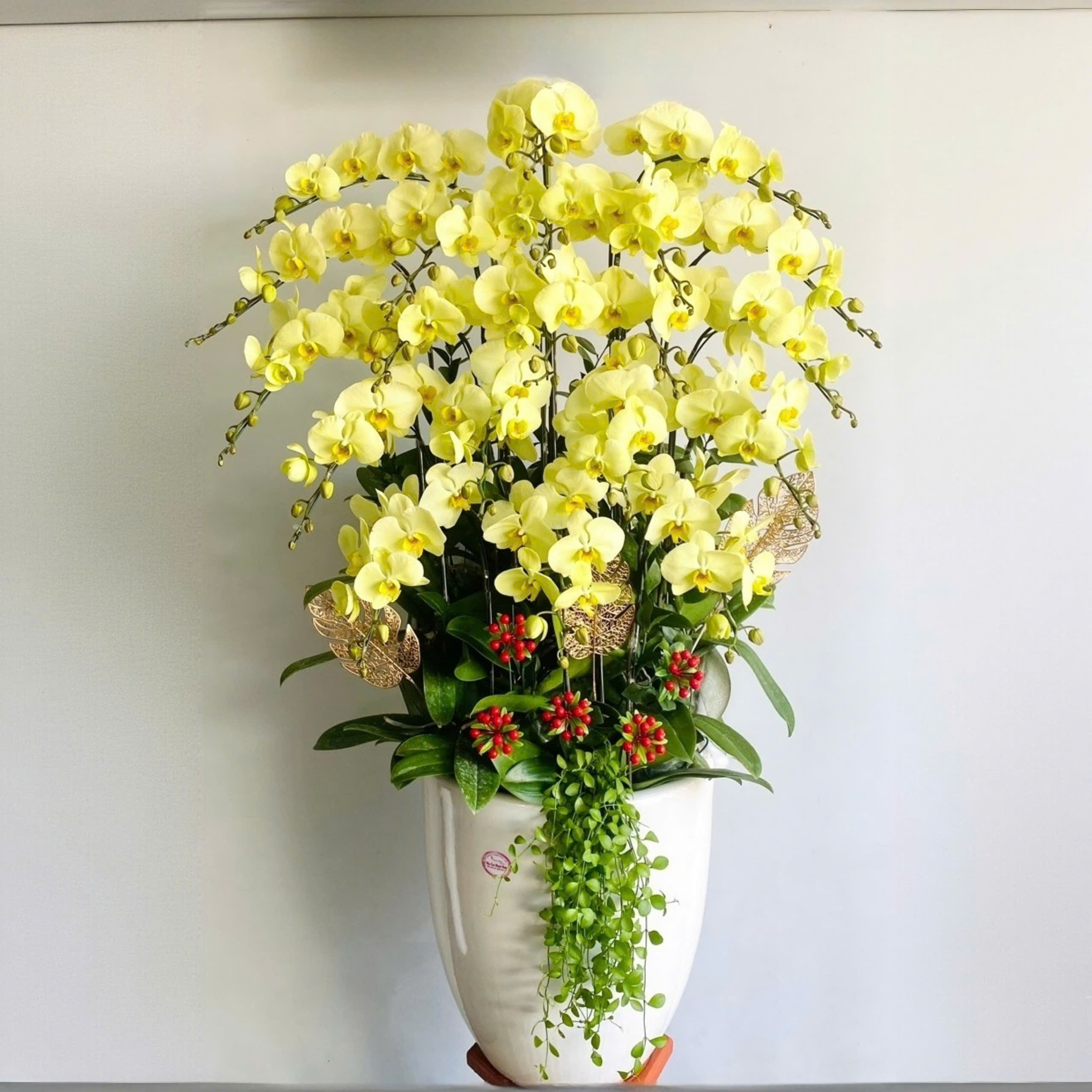 Lan hồ điệp màu xanh táo 20 cành - VA125